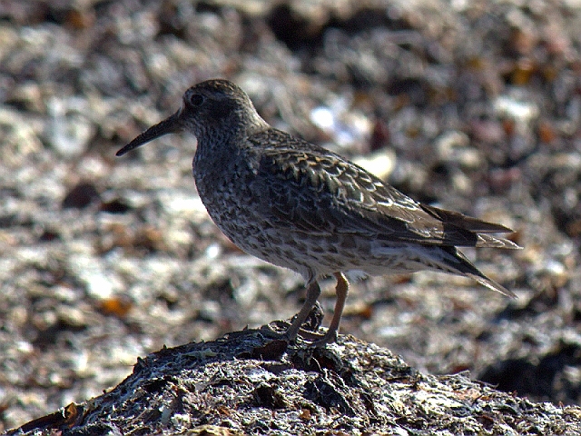 2011-06-30_10-39-37 island.jpg - Bekassine (Gallinago gallinago)